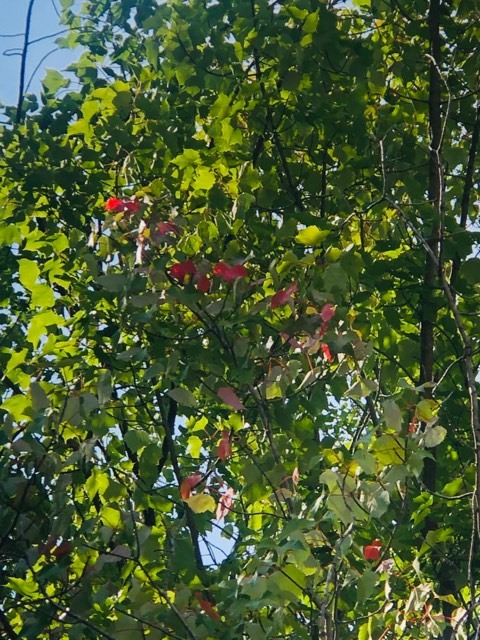 Fall Colors in Lake Linden starting